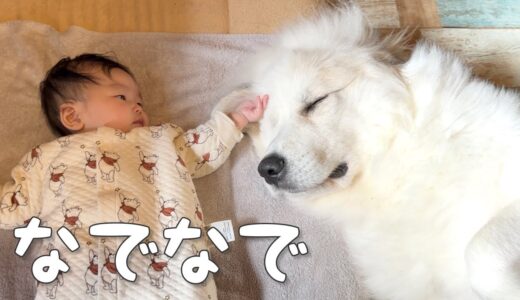 【にこにこ】初めて妹になでてもらうと思わず笑顔になってしまった超大型犬｜グレートピレニーズ