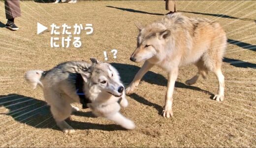 【超大型】オオカミが現れた！！　自分より強そうな相手にハスキー犬はどうする？