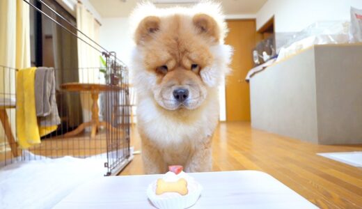 1歳になったチャウチャウ犬と初めてのケーキ