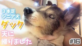 【ダック】ありがとう、本当に幸せでした。【15年ネグレクトされていたシニア犬】＃16