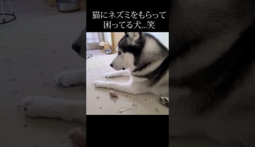 猫にネズミをもらって困ってる犬…笑#shorts