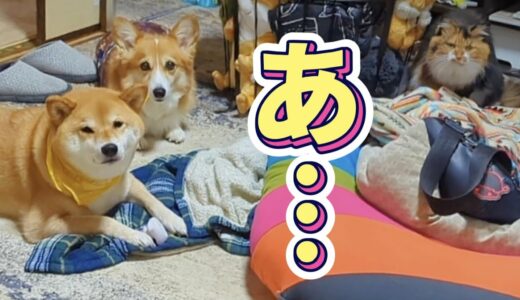 【犬猫アテレコ】帰宅したら3匹でYouTubeの企画会議してた件