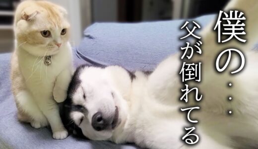 倒れたハスキー犬を心配して看病する子猫がこちら…