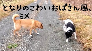 保護母犬・みゆうに小言を言っているようなミメ🐺💢😄