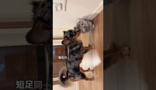 【癒し過ぎる】出会って3分で仲良くなった犬と子猫... #shorts