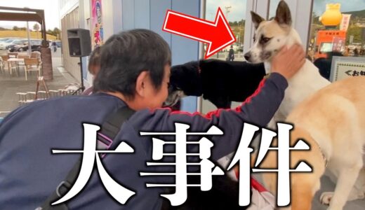 元野犬のサーカス犬がショー終了後にお客さんにとった行動に焦りました…