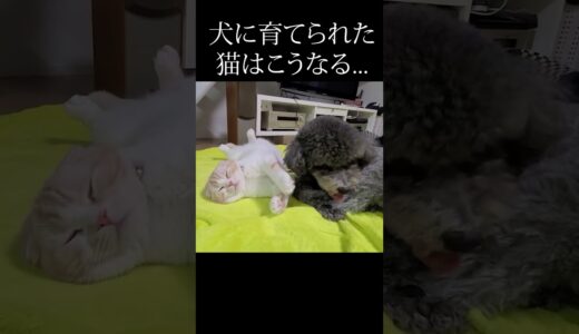 犬に育てられた猫はこうなります...#shorts