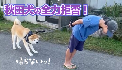 秋田犬のイヤイヤはびくともしない｜PECO