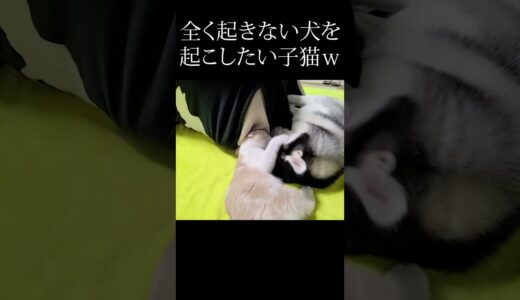 寝坊した犬を起こしたい子猫がこちら...#shorts