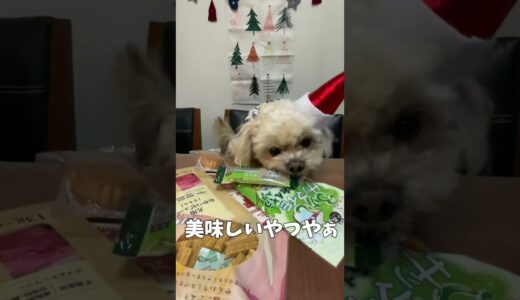 クリスマスプレゼントをもらう犬 【関西弁でしゃべる犬】#332 dog receiving a Christmas present 【Dog talking 】 #shorts