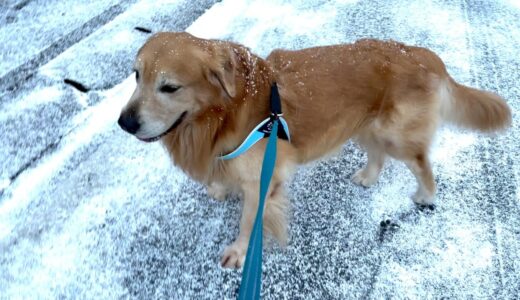 帰りたくないと踏ん張る犬。珍しく雪が降ったらこうなりました。