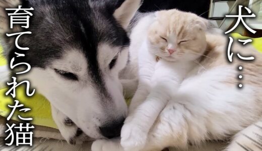 夜中に寂しくて育てのハスキー犬に甘える子猫がかわいい