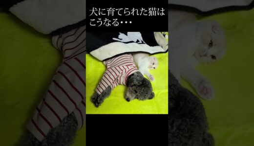 子猫と犬が寒すぎて一緒にこたつに入ってた...笑#shorts