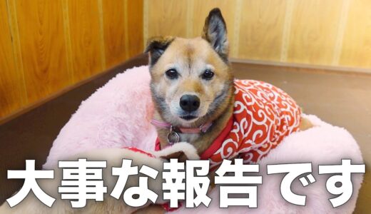 長年外飼いだった雑種犬コロちゃんとの毎日投稿をやめます