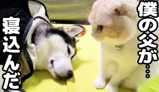 体調を崩したハスキー犬をつきっきりで看病してくれる子猫が優しすぎた