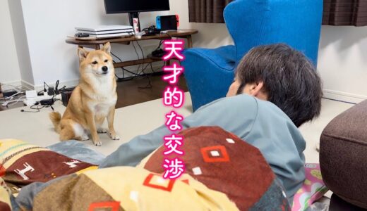 パパを説得するために自分の手を汚さず弟犬をダシにして欲望を通す賢い柴犬