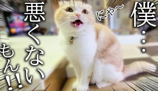 犬に怒られた子猫がニャーニャー報告にきました...笑