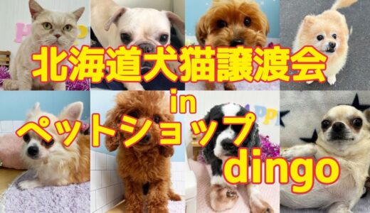 令和5年1月20.21.22日☆北海道犬猫譲渡会inペットショップdingo(石狩)