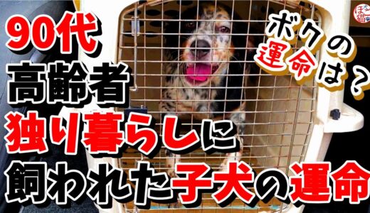 【子犬　保護犬　子猫】　90代独り暮らしの高齢者から　引き取り依頼がありました