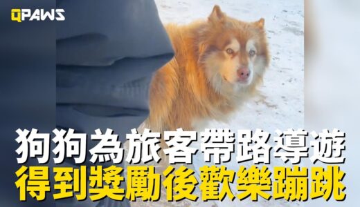 阿拉斯加犬幫忙旅客帶路小賣部，得到火腿腸獎勵後，高興地走路蹦蹦跳跳