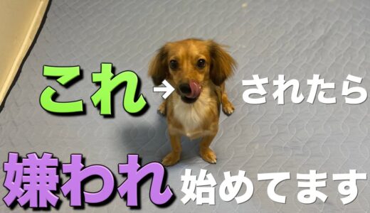 犬にこの行動をされたら嫌われ始めてます。