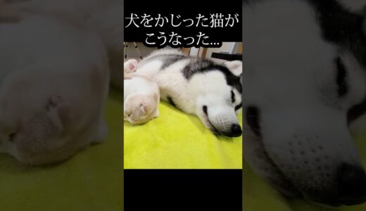 犬が好きすぎてかじってしまった猫がこうなった…笑#shorts