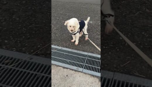 保護犬が苦手な側溝を初めて越えた瞬間　#shorts