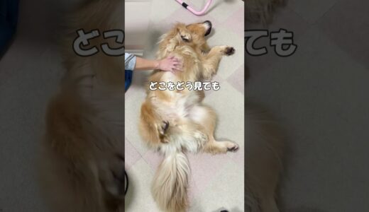 ママのハンドテクニックで骨抜きになる大型犬クッキー【ゴールデンレトリバーとミニチュアダックスフンド】#shorts #箱入りクッキーはゴールデンレトリバー #goldenretriever