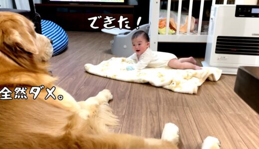 ハイハイ特訓中の赤ちゃんを優しい目で見守る大型犬。