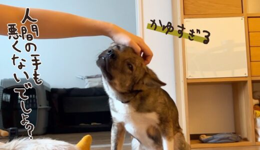 今までずっと痒かったでしょ？元捨て犬やっと痒いところを掻いてあげれました