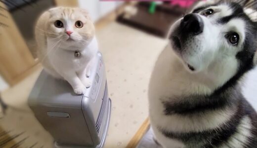 寒いので初めてストーブを出したら子猫とハスキー犬達がこうなった…