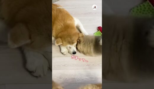 つれない秋田犬に猛アピール💓｜PECO #shorts