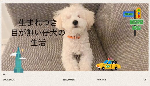 【生まれつき目がない仔犬の生活】盲犬との暮らし