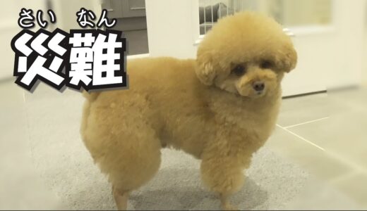 【最後に悲報あり】犬のカット翌日ゆずぽん家に災難ふりかかる