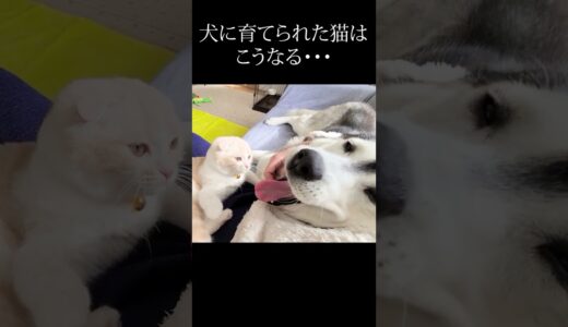 子猫に優しい猫パンチされて嬉しくてしかたない犬がこちら…笑#shorts