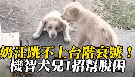 奶汪跳不上台階猛哀號！機智犬兄1招幫脫困@newsebc