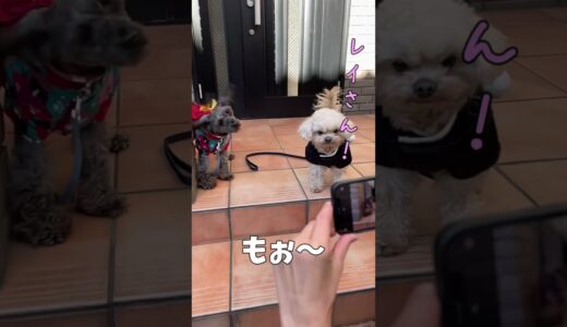 撮影を始動する犬【関西弁でしゃべる犬】#339  A dog that starts filming 【Dog talking 】 #shorts