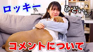 ピットブルの誹謗中傷。ロッキーのコメントについて。【アメリカンピットブル】(AMERICAN PITBULL)