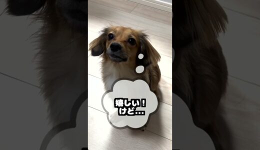 犬が尻尾をフリフリしてても嬉しいとは限らない！ #shorts