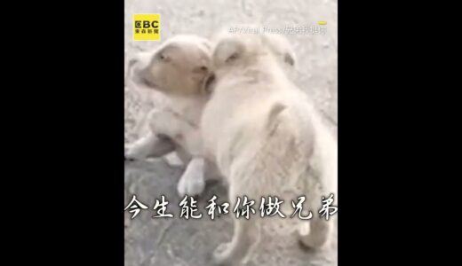 #奶汪 跳不上台階猛哀號！機智犬兄1招幫脫困【@newsebc】 #shorts