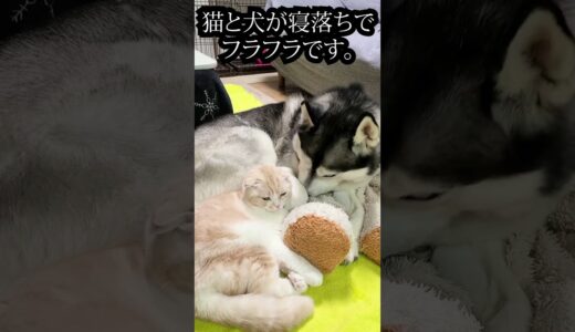 子猫とハスキー犬が寝落ちでふらふらです...#shorts