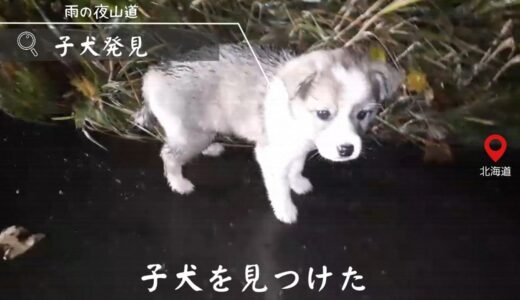 生きてるだけで、ありがとう。捨て犬の【奇跡】