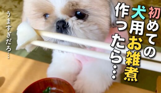 【シーズー】初めて作った犬用のお雑煮を食べる愛犬が可愛い！w【221】