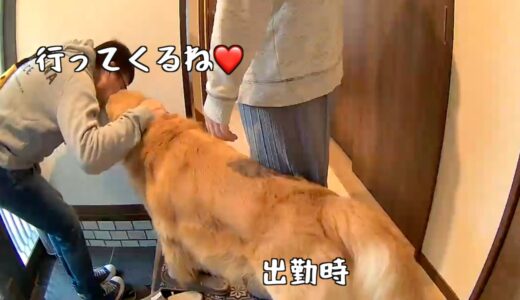 大型犬の最大の魅力は帰宅時のお出迎えである。