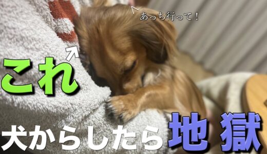 犬からするとあまりにも辛い飼い主のNG行動