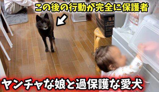 【犬の親心】愛犬の行動が保護者より保護者な件