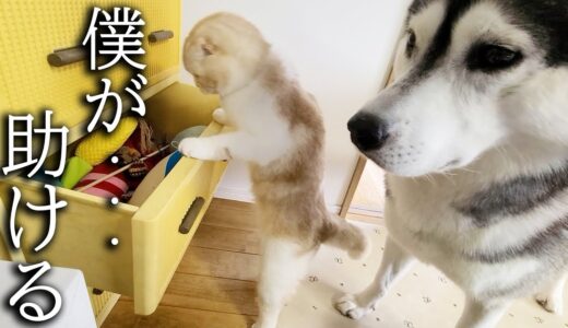 ぬいぐるみをタンスに片付けたら心配した子猫と犬達がこうなった…