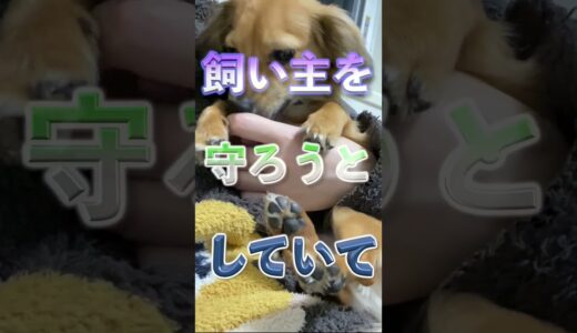 沢山泣く人に育てられた犬だけがこの行動をします。 #shorts