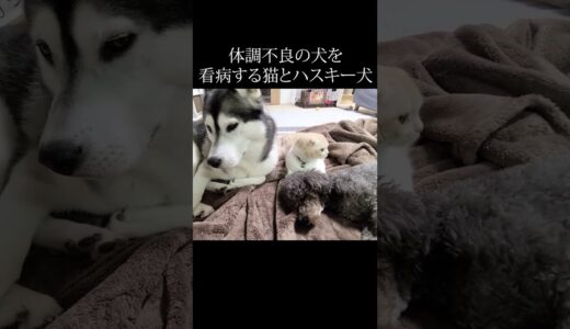 体調不良で寝込む犬を看病する子猫とハスキー犬がこちら...#shorts