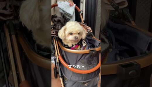 新車でお出かけする犬【関西弁でしゃべる犬】#355 Dog going out with a new car 【Dog talking 】 #shorts